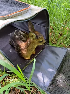 Rehkitzrettung 2026- Kitz in Rettungstasche