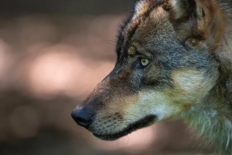 der Wolf in Thüringen einzeln