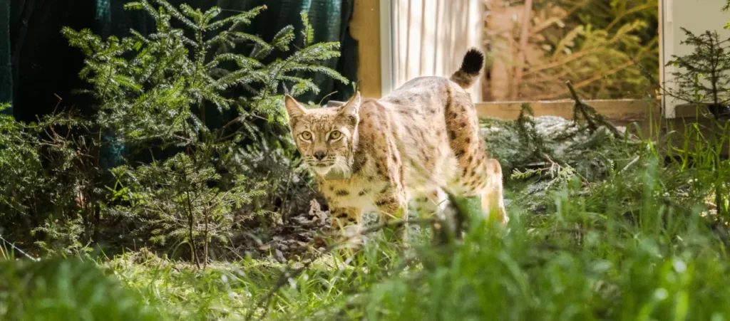 Luchsfreilassung Thüringen 15.5.2024