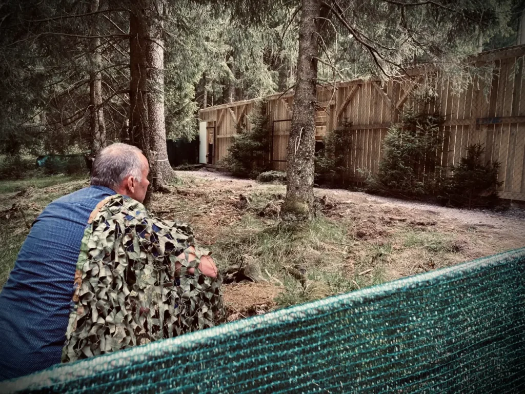 auswilder Luchs in Thüringen