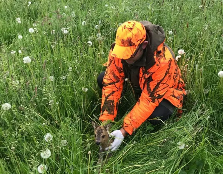 Rehkitzrettung: BMEL legt Drohnen-Förderung neu auf