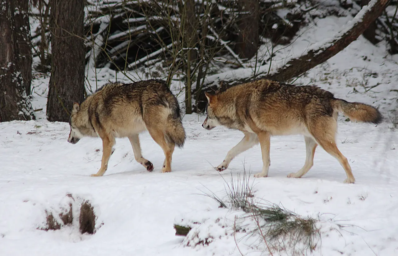 Wolf international - Wolfsmanagement in anderen europäischen Ländern