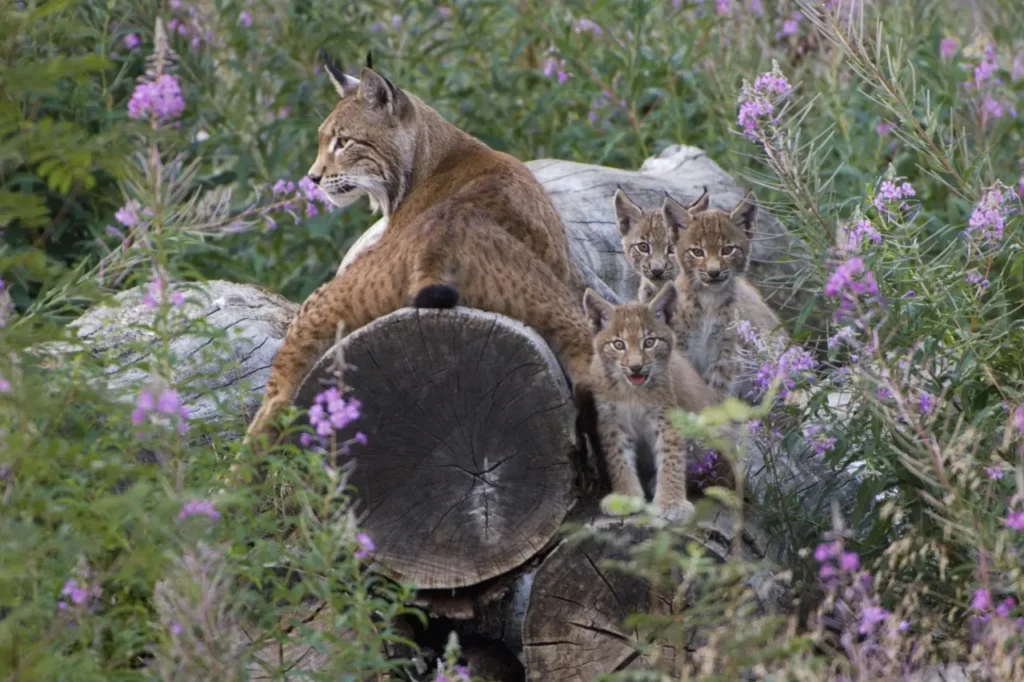 Luchs mit Jungen in freier Natur