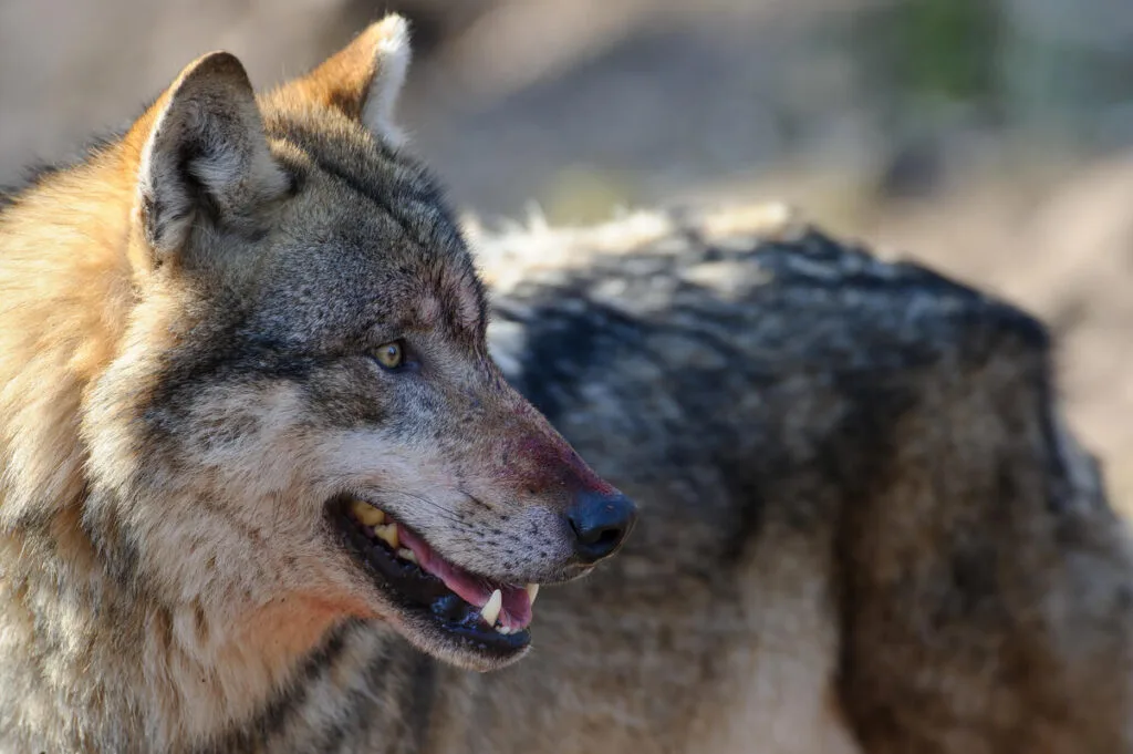 der Wolf Erhaltungszustand des Wolfs