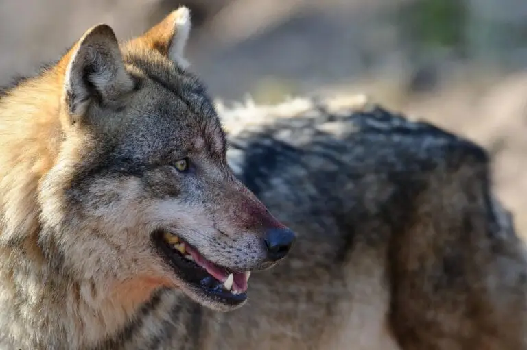 der Wolf Erhaltungszustand des Wolfs