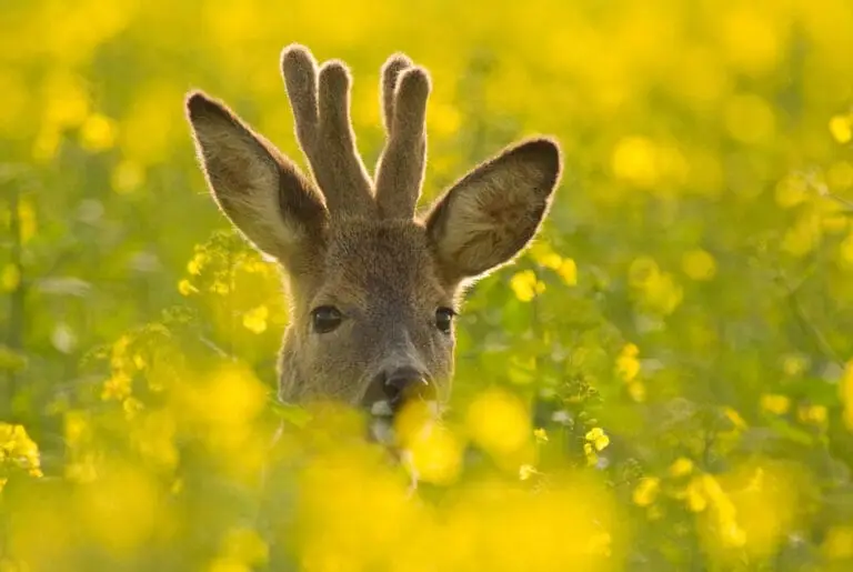 Reh Im Feld