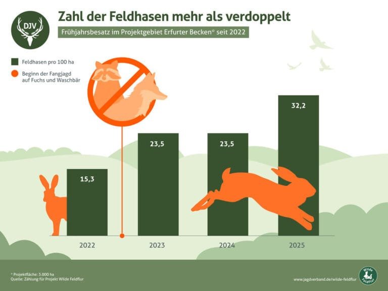 Grafik Feldhasenbesatz in Thüringen 2025