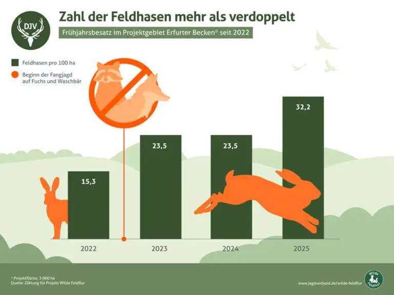 Grafik Feldhasenbesatz in Thüringen 2025