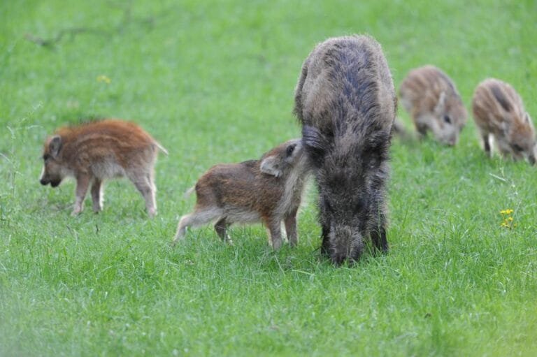 Rotte Wildschweine-Studie zur Afrikanischen Schweinepest