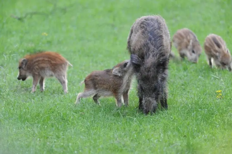 Rotte Wildschweine-Studie zur Afrikanischen Schweinepest