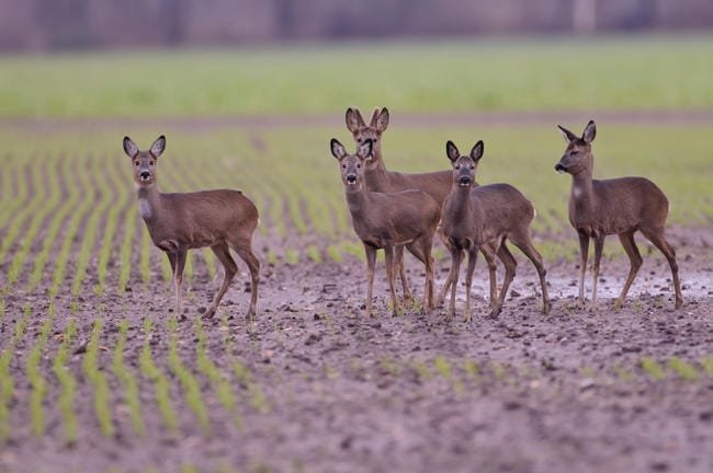 5 ethische Gründe für die Jagd