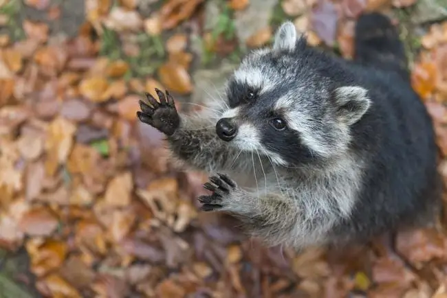 Waschbär auf der Speisekarte- Bild Waschbär im Laub