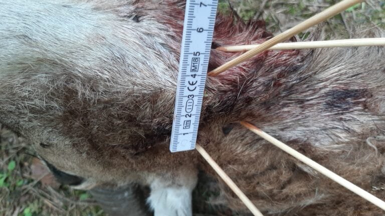 Wende beim Wolfsschutz-Rissgutachten am Tier