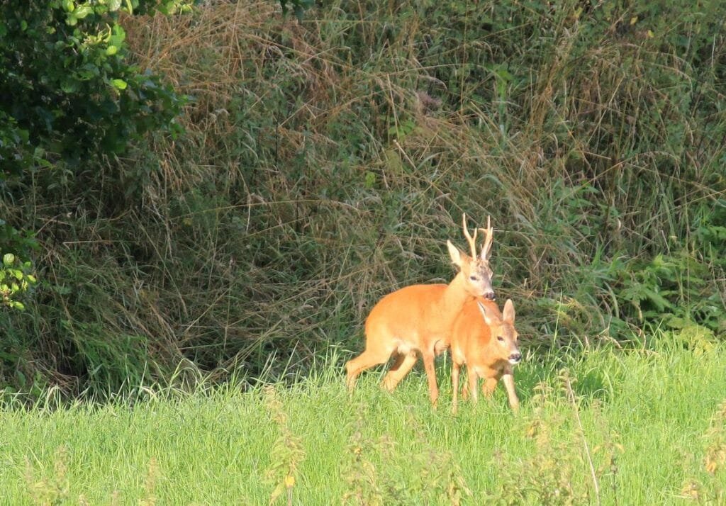 Rehe im wildwechsel-Liebesrausch auf vier Beinen