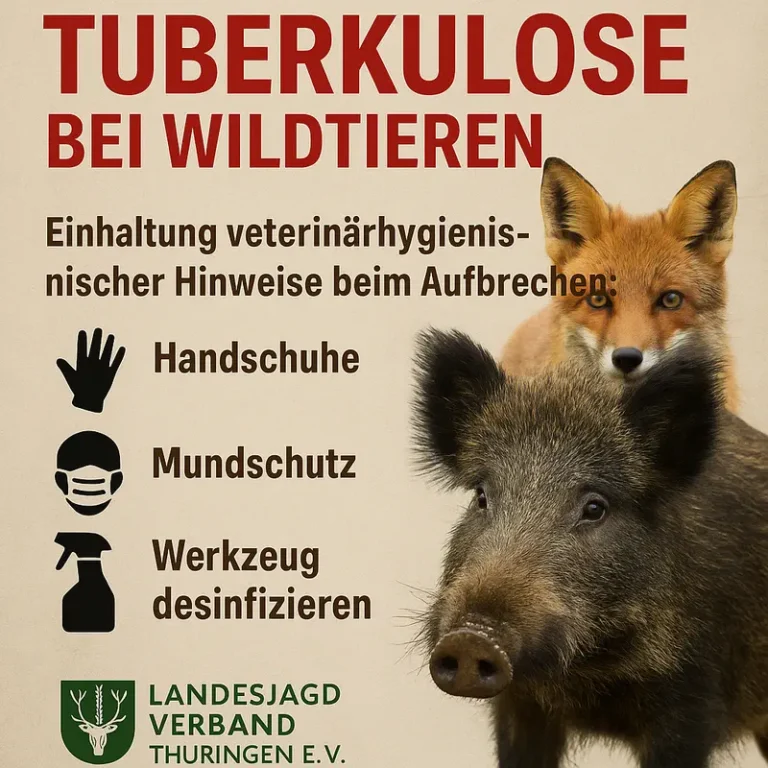 Flyer-Tuberkulose bei Wildtieren in der Rhön