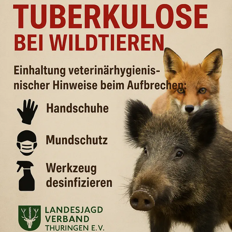 Flyer-Tuberkulose bei Wildtieren in der Rhön