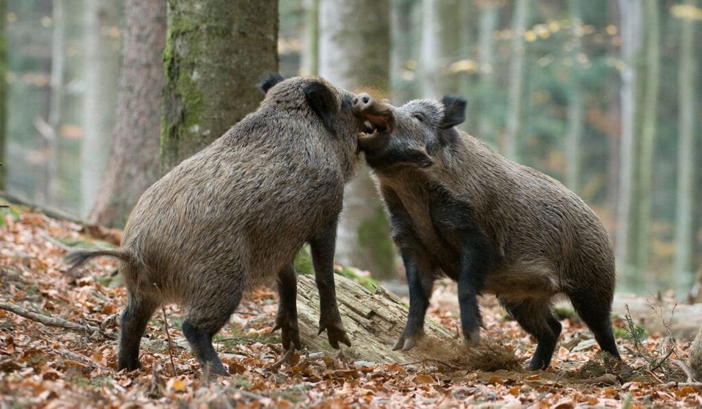 2 Wildschweine-ASP-Prämienauszahlung vorerst gestoppt