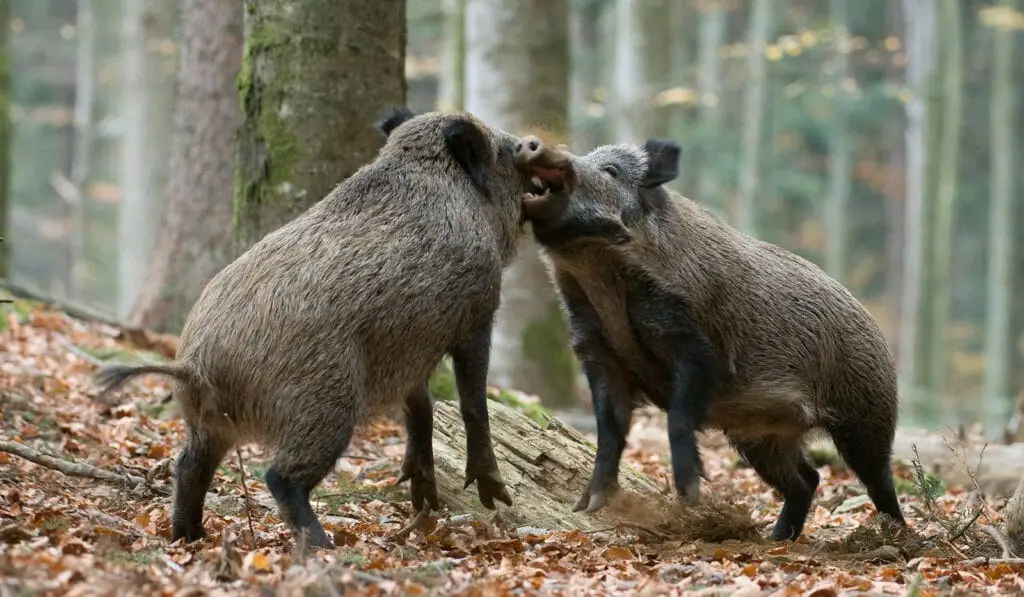 2 Wildschweine-ASP-Prämienauszahlung vorerst gestoppt