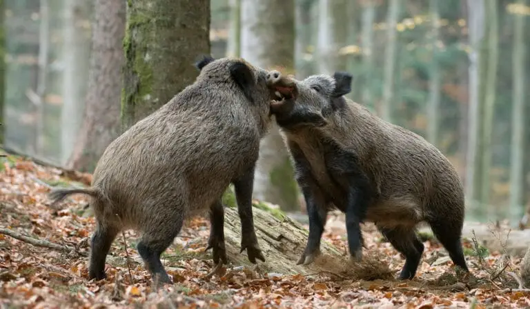 2 Wildschweine-ASP-Prämienauszahlung vorerst gestoppt