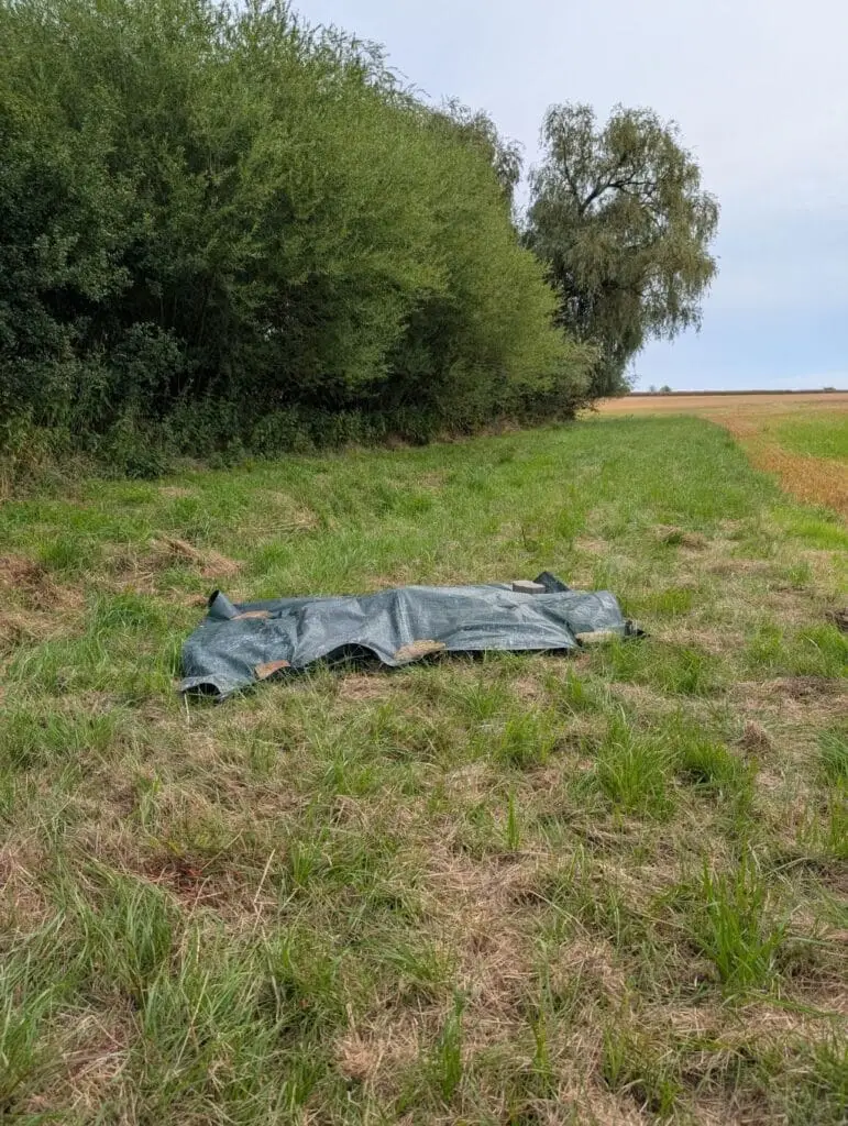 abgedecketer Wolfriss auf freiem Feld, Jäger unterstützen Wolfsmonitoring