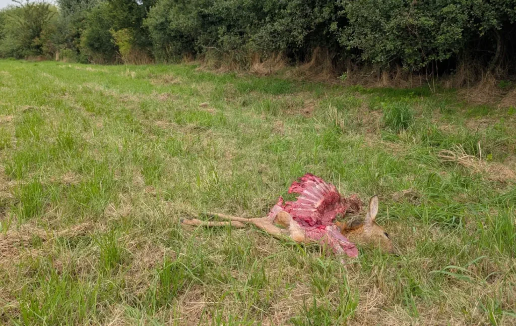 Wolfriss auf freiem Feld, Jäger unterstützen Wolfsmonitoring