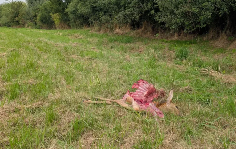 Wolfriss auf freiem Feld, Jäger unterstützen Wolfsmonitoring