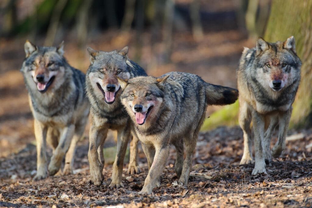 Rudel Wölfe bei Wölfe verlieren Scheu