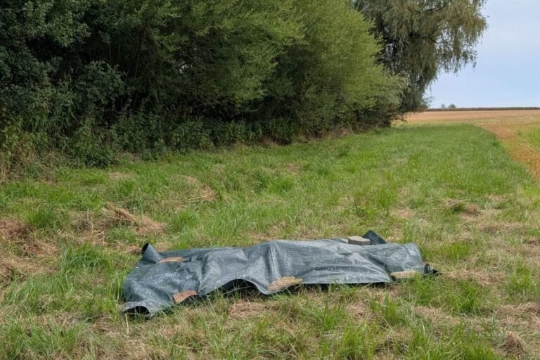 toter Wolf in freier Natur - Wolfsnachweis im Altenburger Land