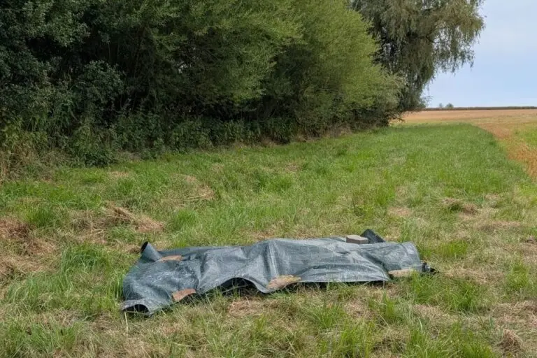 toter Wolf in freier Natur - Wolfsnachweis im Altenburger Land