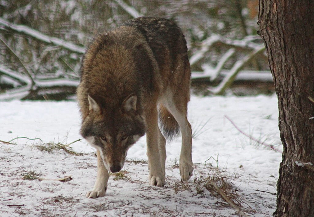 Anerkennung des günstigen Erhaltungszustands des Wolfs