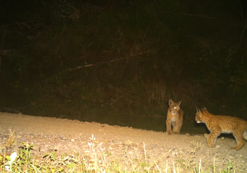 Luchsbabys_Erneuter Luchsnachwuchs im Thüringer Wald