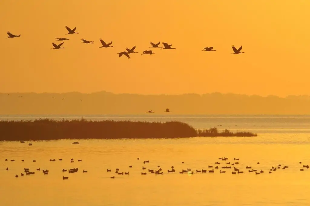 Vogelgrippe-Erhöhtes Geflügelpest-Risiko