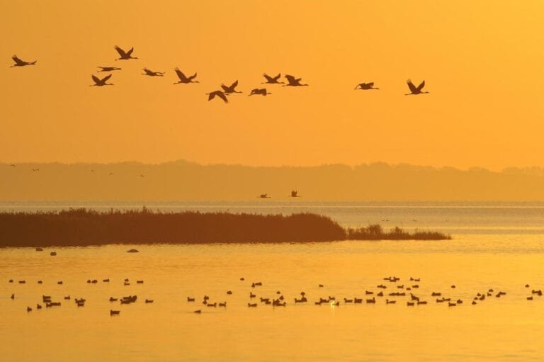 Vogelgrippe-Erhöhtes Geflügelpest-Risiko