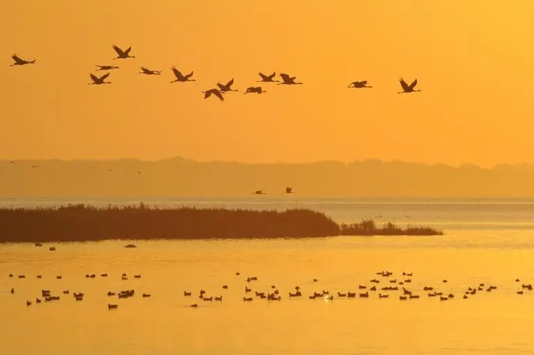 Vogelgrippe-Erhöhtes Geflügelpest-Risiko