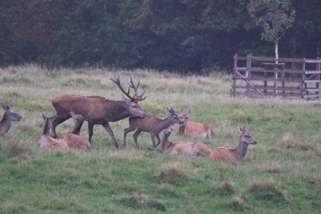 Rotwild in Thüringen in freier Natur-Rotwild kennt keine Grenzen