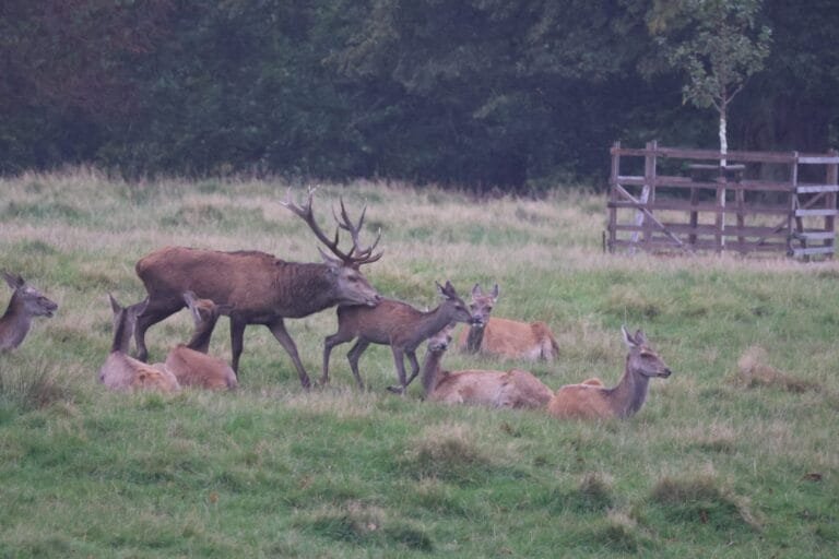 Rotwild in Thüringen in freier Natur-Rotwild kennt keine Grenzen