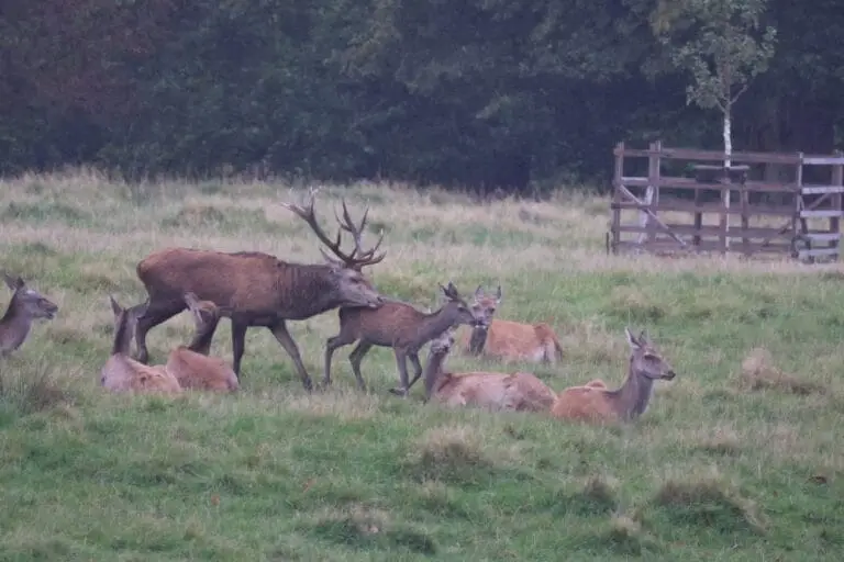 Rotwild in Thüringen in freier Natur-Rotwild kennt keine Grenzen