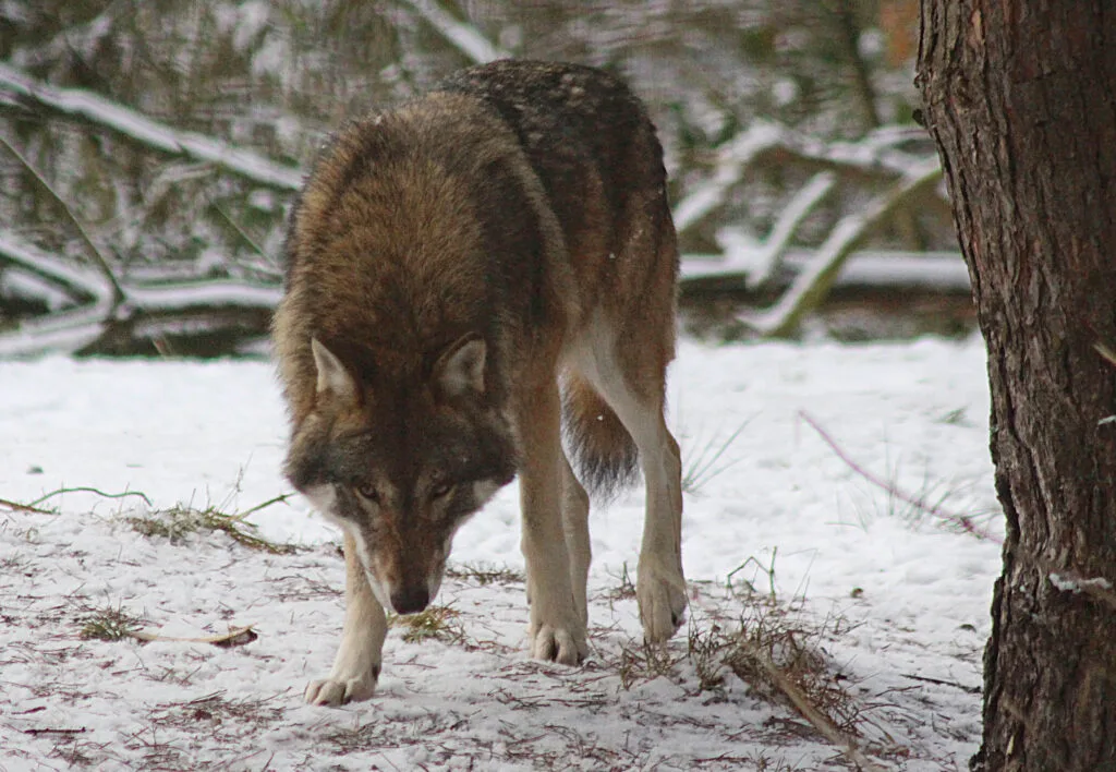 Bundeskabinett beschließt Aufnahme des Wolfs ins Bundesjagdgesetz