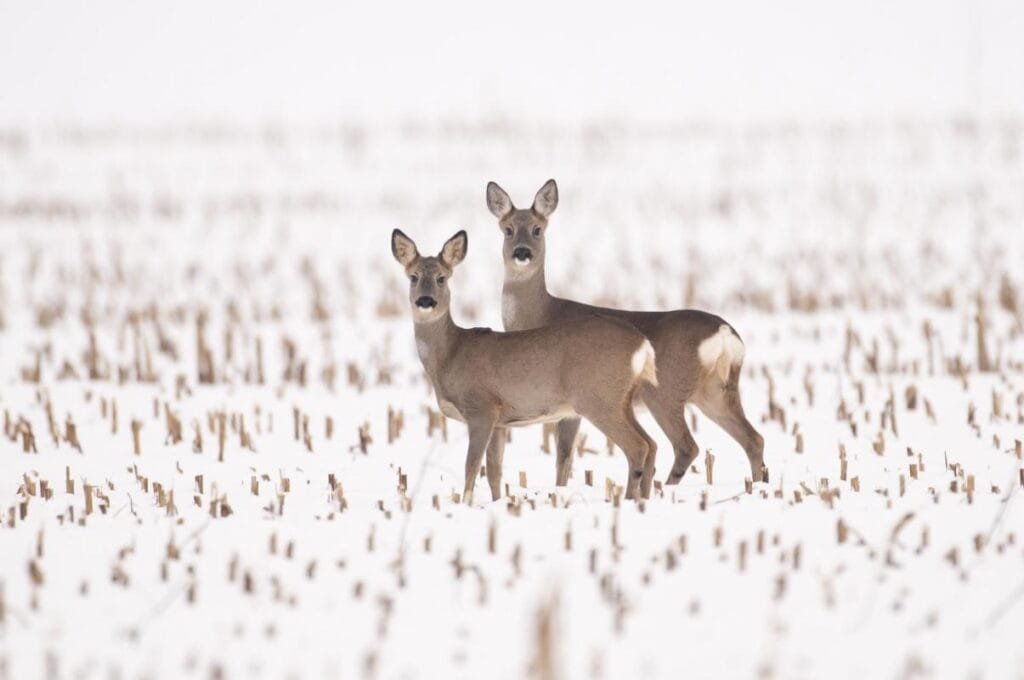 Schonzeitgedanken- Rehe im Feld mit Schnee