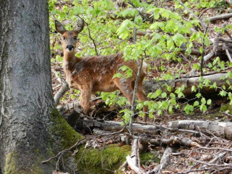 Waldzustandsbericht 2025 im jagdlichen Kontext