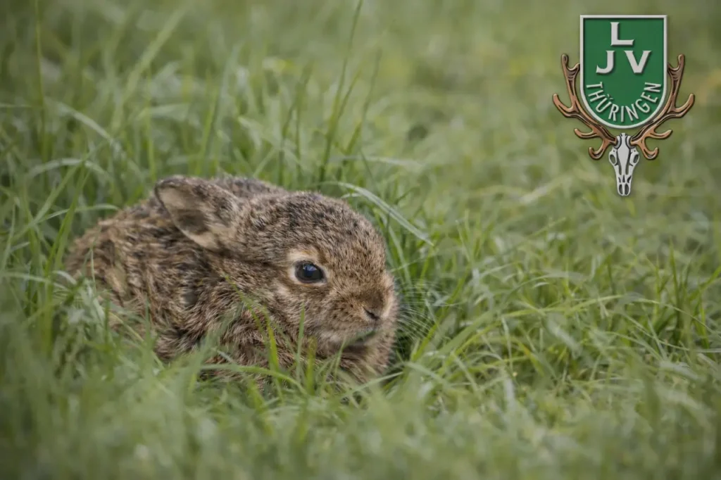 Hase im Feld, Wildtiere jetzt besonders schützen