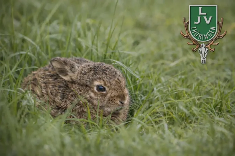 Hase im Feld, Wildtiere jetzt besonders schützen