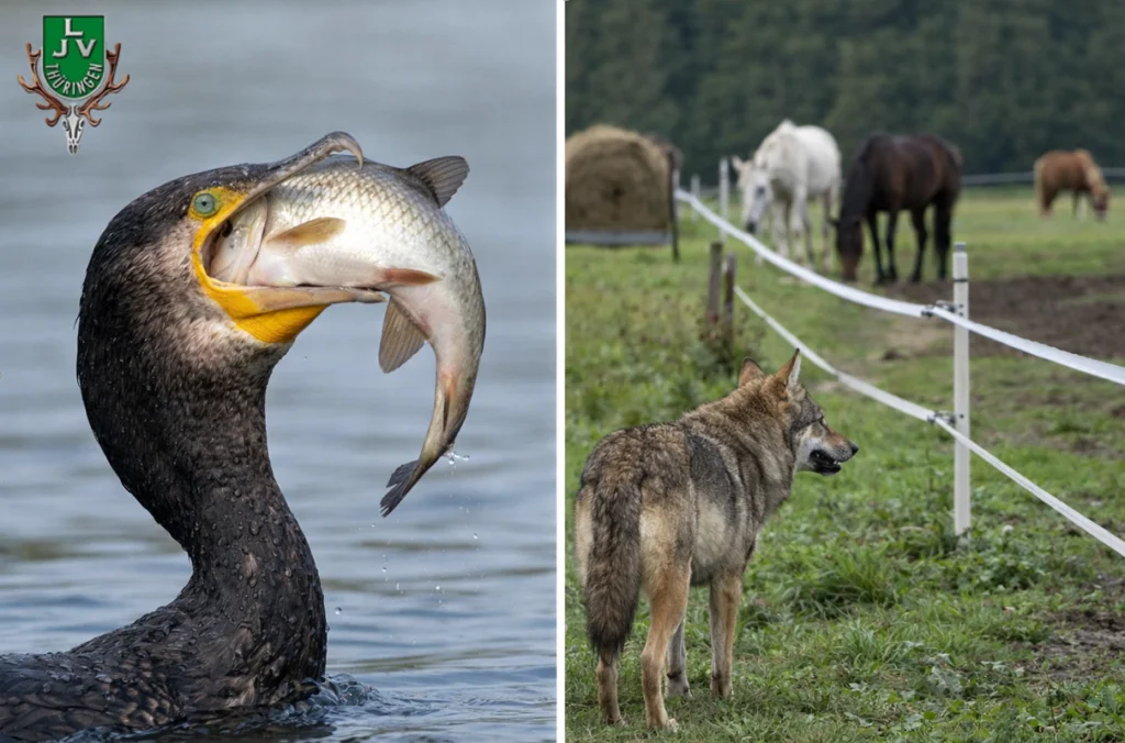 Bild Fisch fressender Kormoran