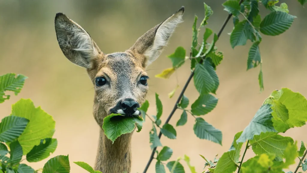 Ein Bild vom Sündenbock Reh