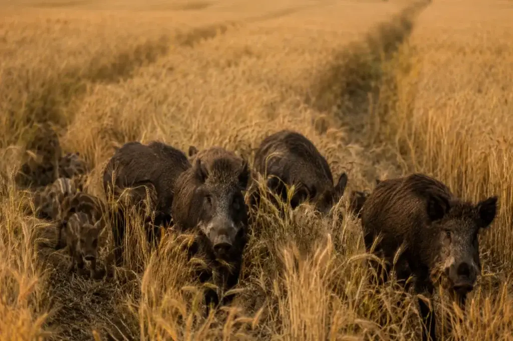 Milchreifes Getreide und Schwarzwild im Feld