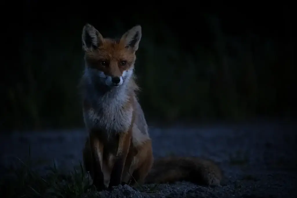 Fuchs bei Nacht zum Beitrag Änderungen der Thüringer Jagdverordnung in Kraft getreten