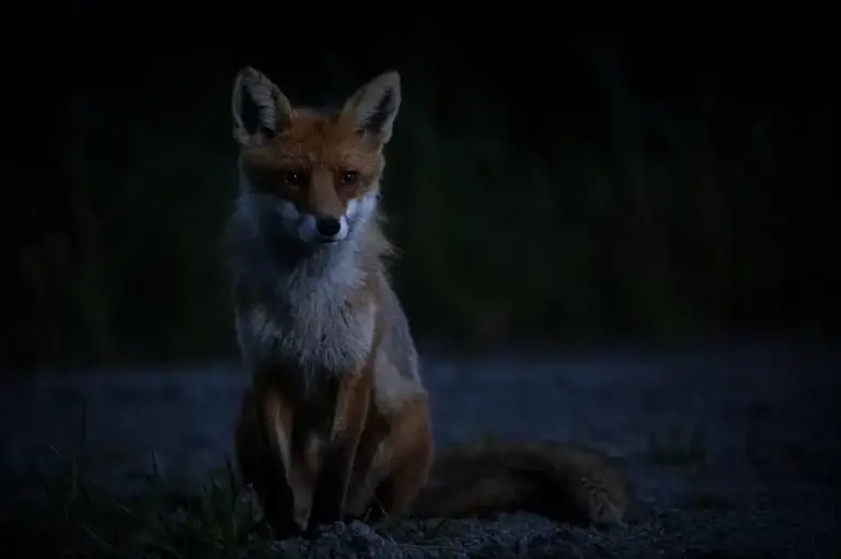 Fuchs bei Nacht zum Beitrag Änderungen der Thüringer Jagdverordnung in Kraft getreten