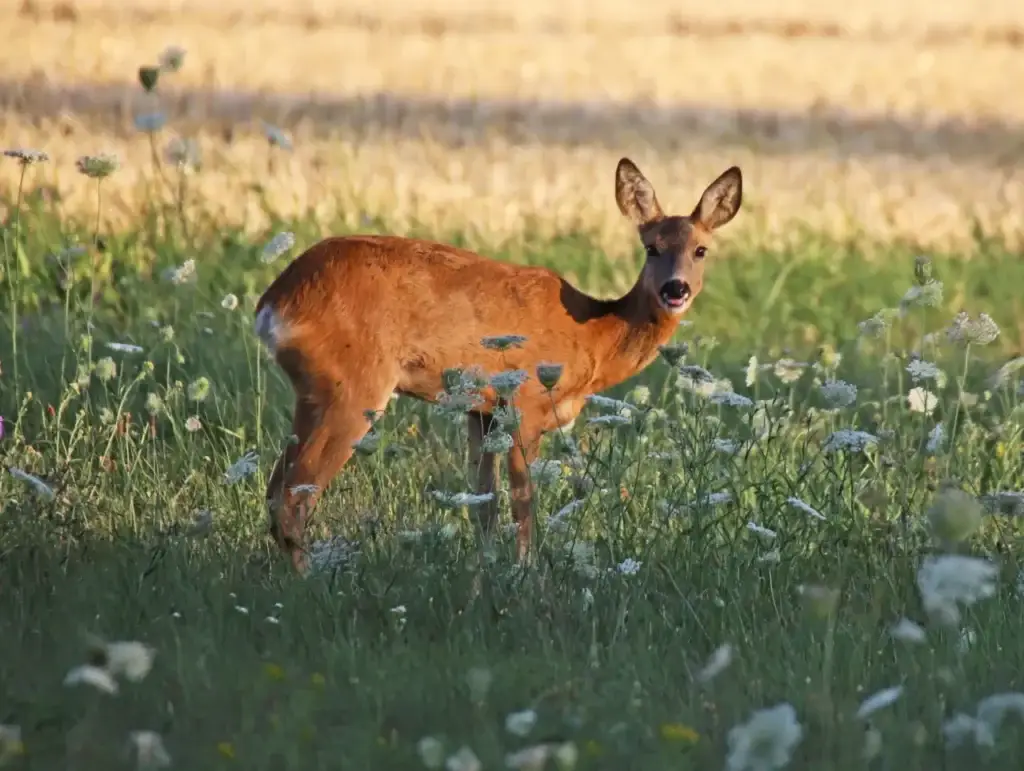 Reh auf der Wiese zur Stellungnahme Thüringer Jagdzeitverodnung