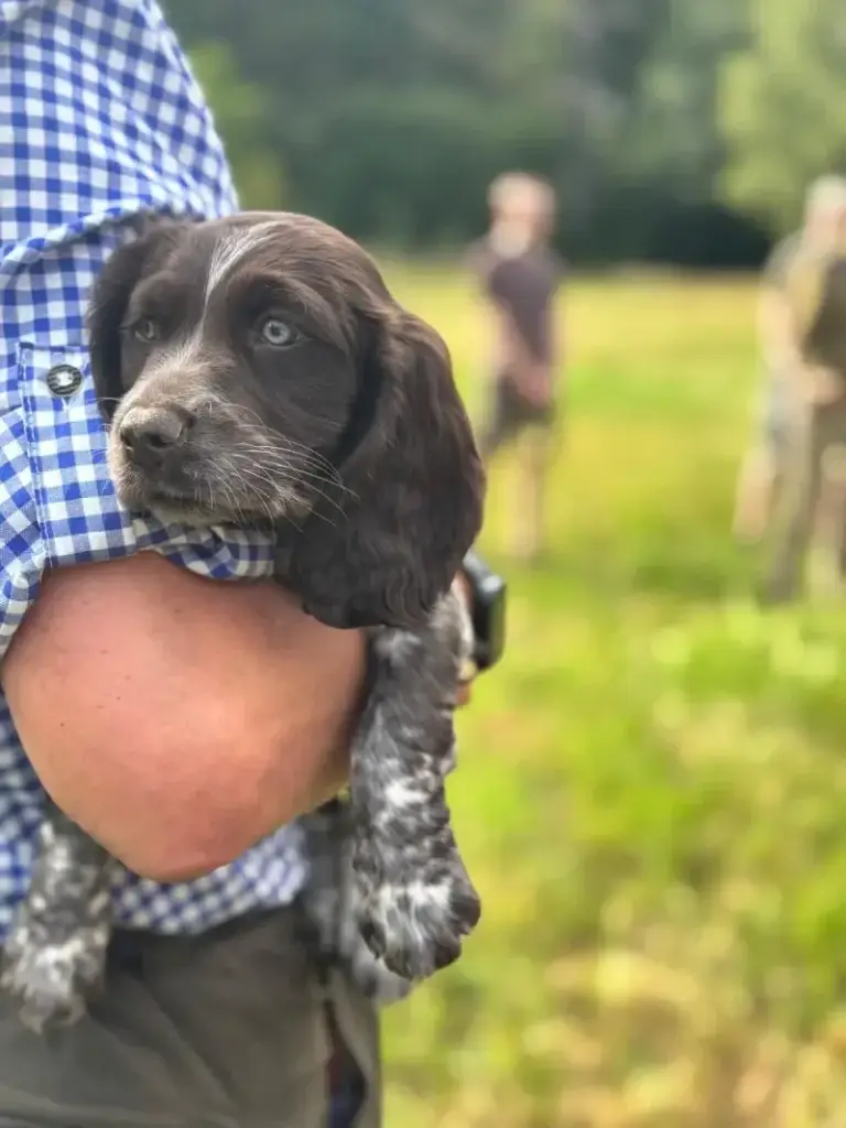 hundi auf Arm